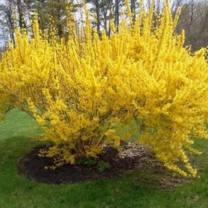 Zlatý dážď (Forsythia intermedia) ´FIESTA´ - výška 30-50 cm, kont. C3L